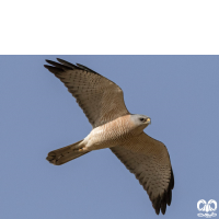 گونه پیغو Levant Sparrowhawk